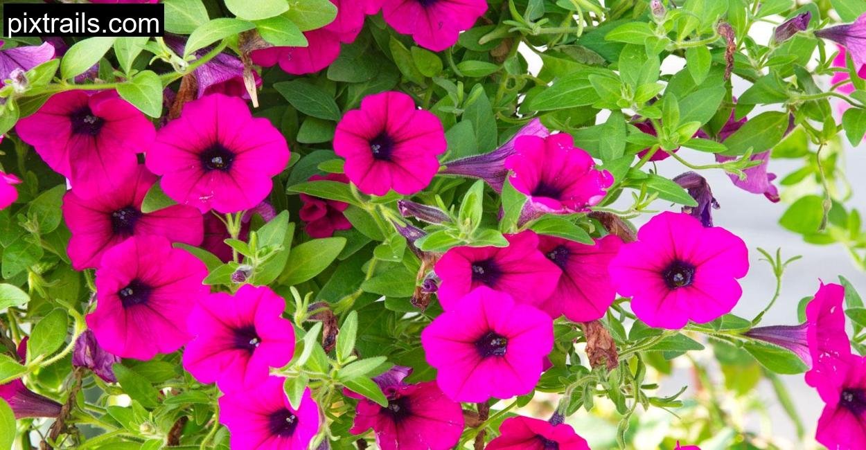 Hanging-Baskets