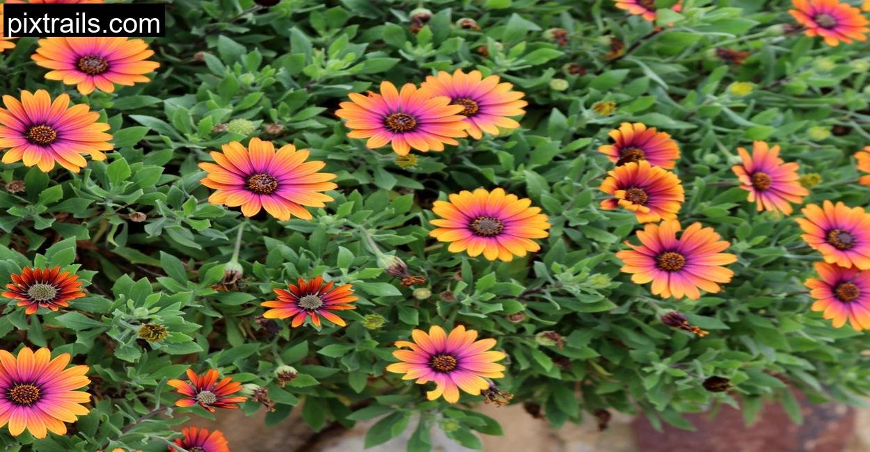 10 Best Flowers For Hanging Baskets_pixtrails_com_10