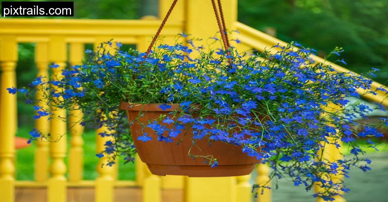 10 Best Flowers For Hanging Baskets_pixtrails_com_11