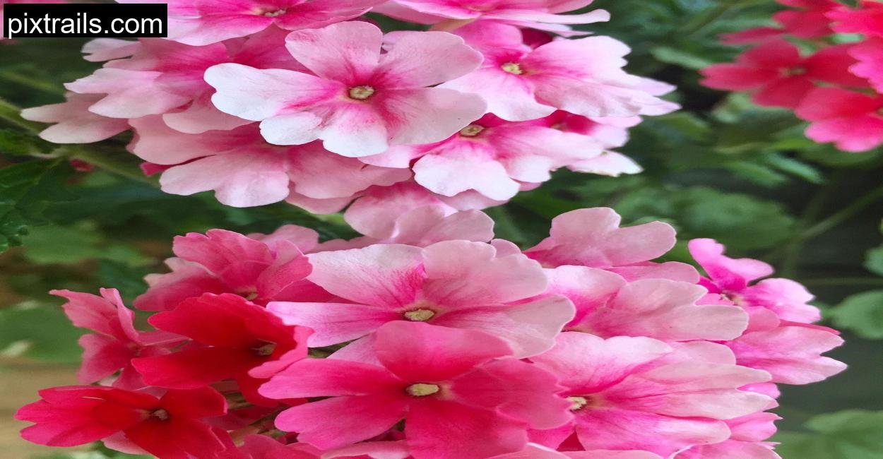 10 Best Flowers For Hanging Baskets_pixtrails_com_12