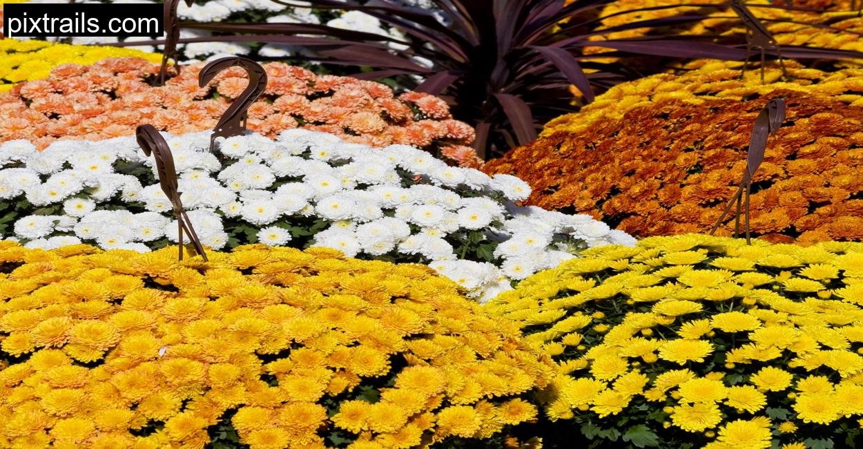 10 Best Flowers For Hanging Baskets_pixtrails_com_14