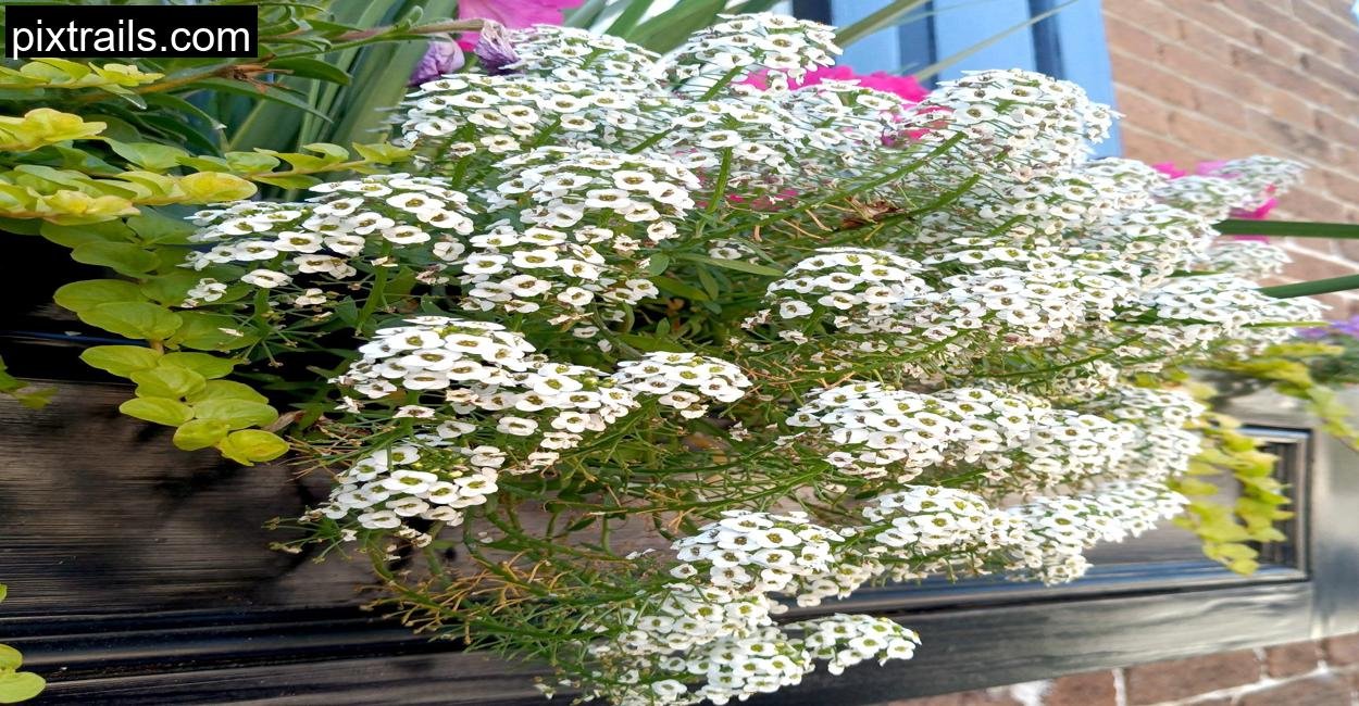 10 Best Flowers For Hanging Baskets_pixtrails_com_21