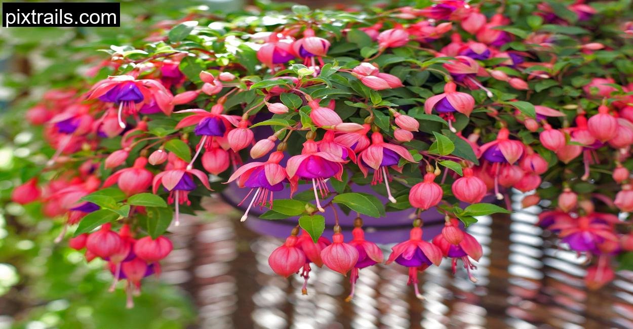 10 Best Flowers For Hanging Baskets_pixtrails_com_25