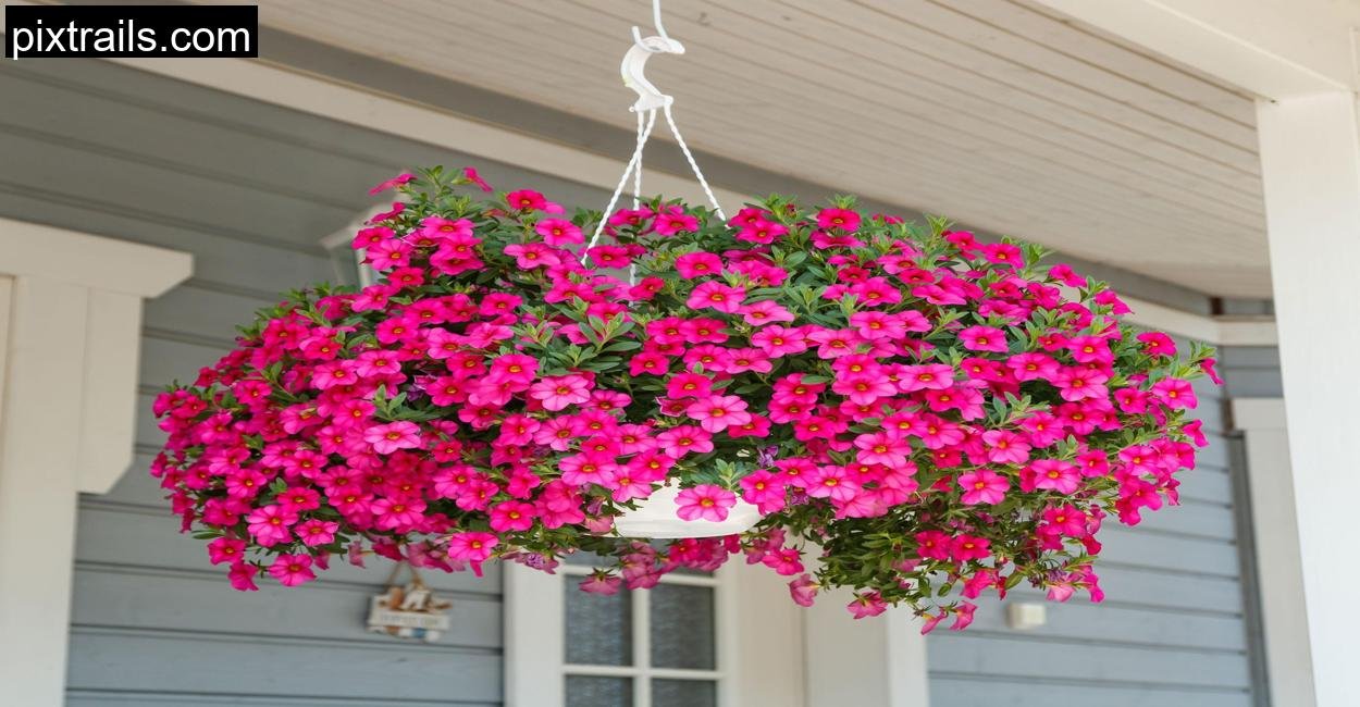 10 Best Flowers For Hanging Baskets_pixtrails_com_27