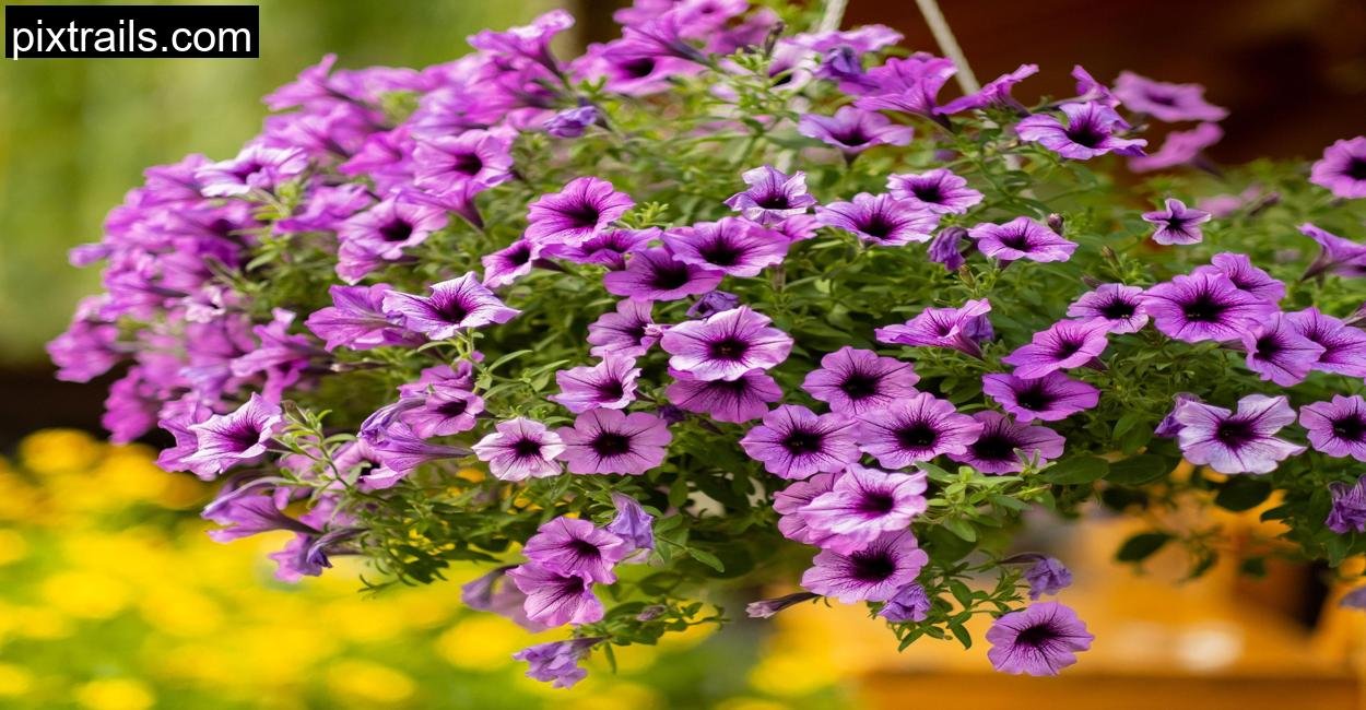 10 Best Flowers For Hanging Baskets_pixtrails_com_29