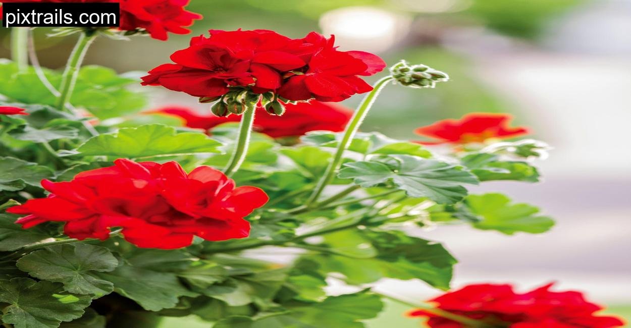 10 Best Flowers For Hanging Baskets_pixtrails_com_7