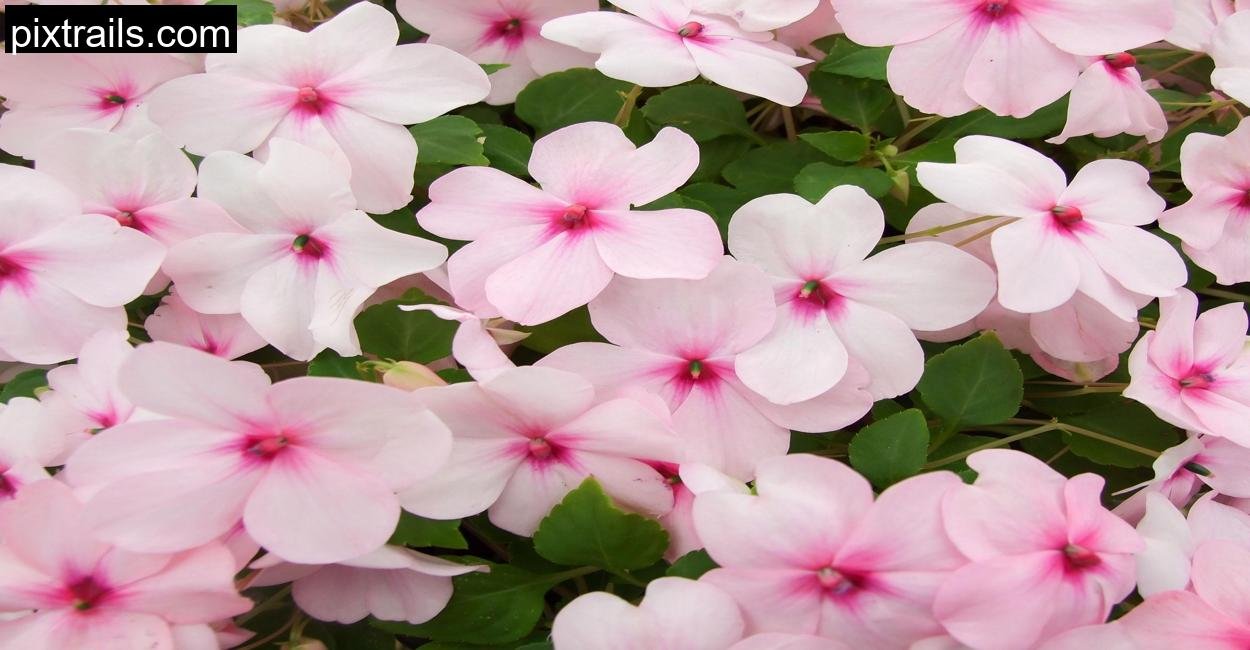 10 Best Flowers For Hanging Baskets_pixtrails_com_9