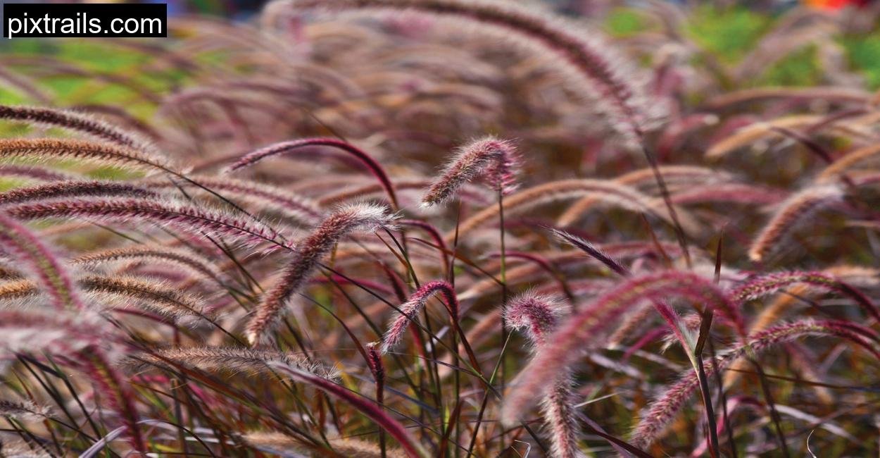 10 Large Outdoor Plants For Pots_pixtrails_com_0