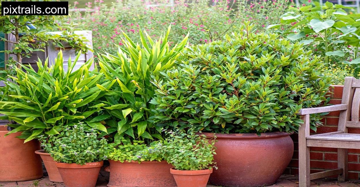 10 Large Outdoor Plants For Pots_pixtrails_com_1