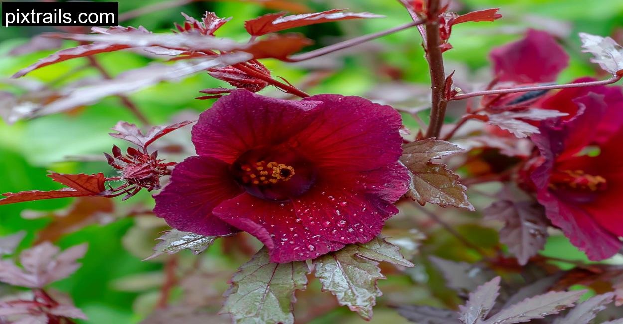 10 Large Outdoor Plants For Pots_pixtrails_com_12