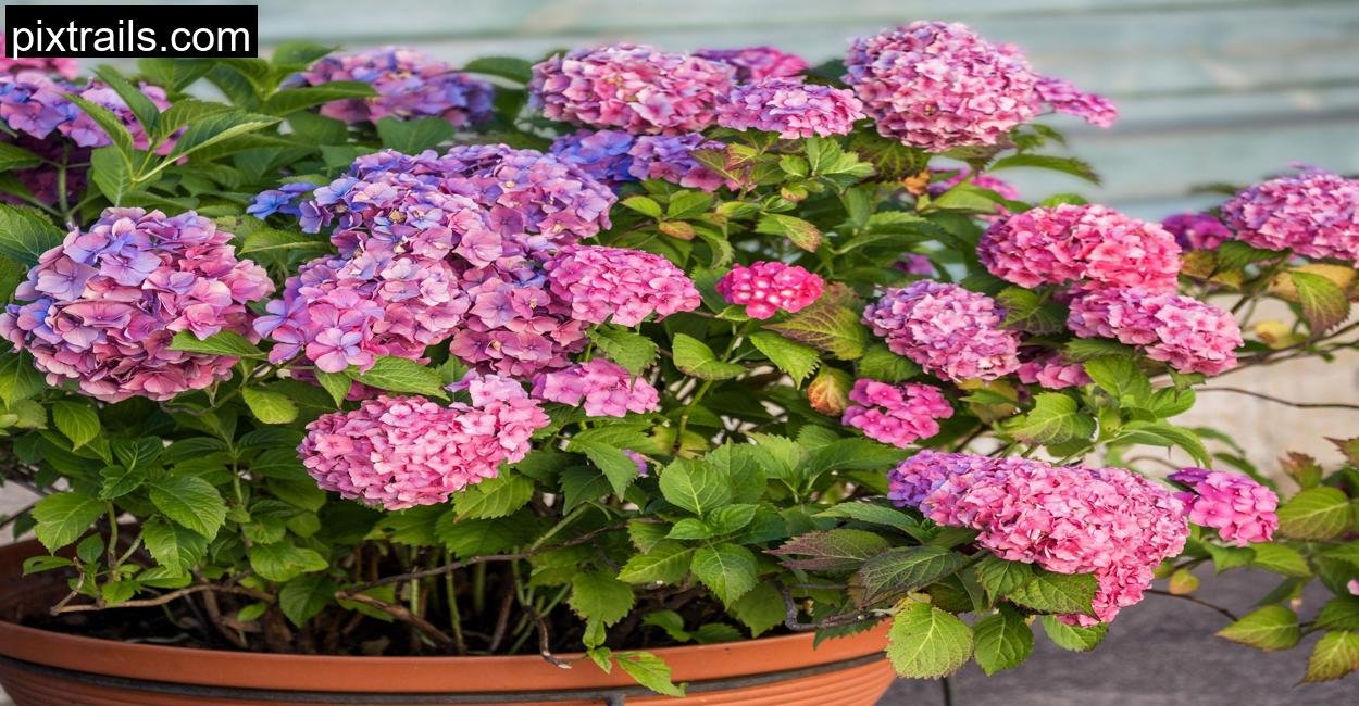 10 Large Outdoor Plants For Pots_pixtrails_com_15