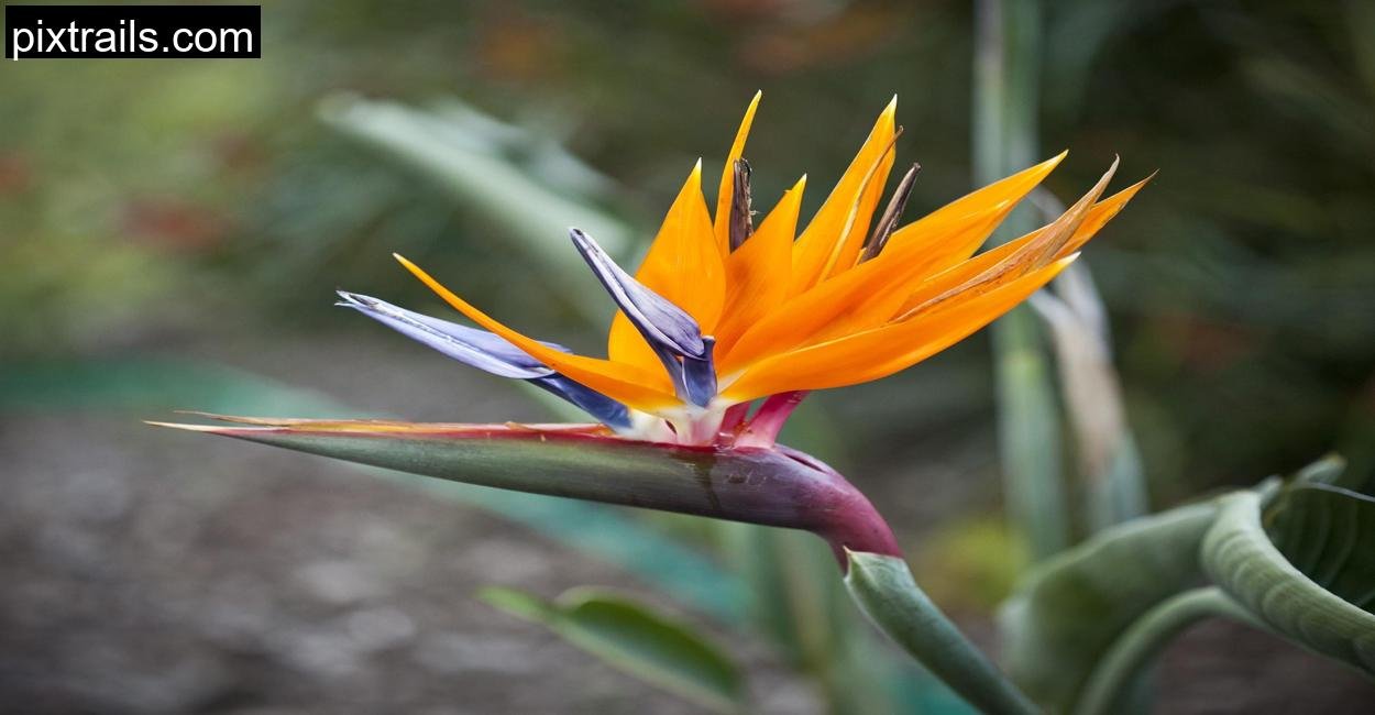 10 Large Outdoor Plants For Pots_pixtrails_com_16