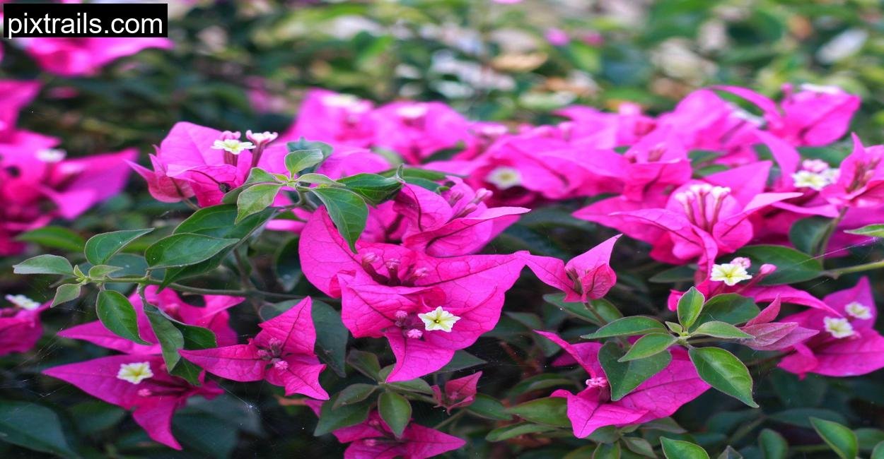 10 Large Outdoor Plants For Pots_pixtrails_com_18