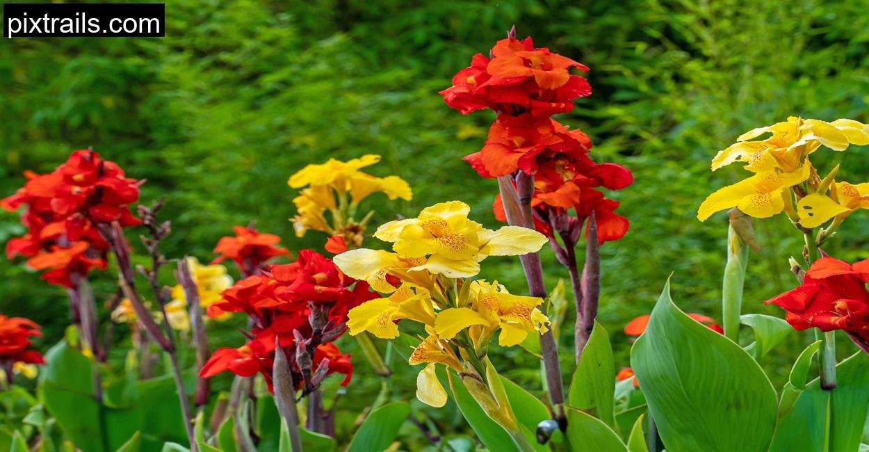 10 Large Outdoor Plants For Pots_pixtrails_com_19