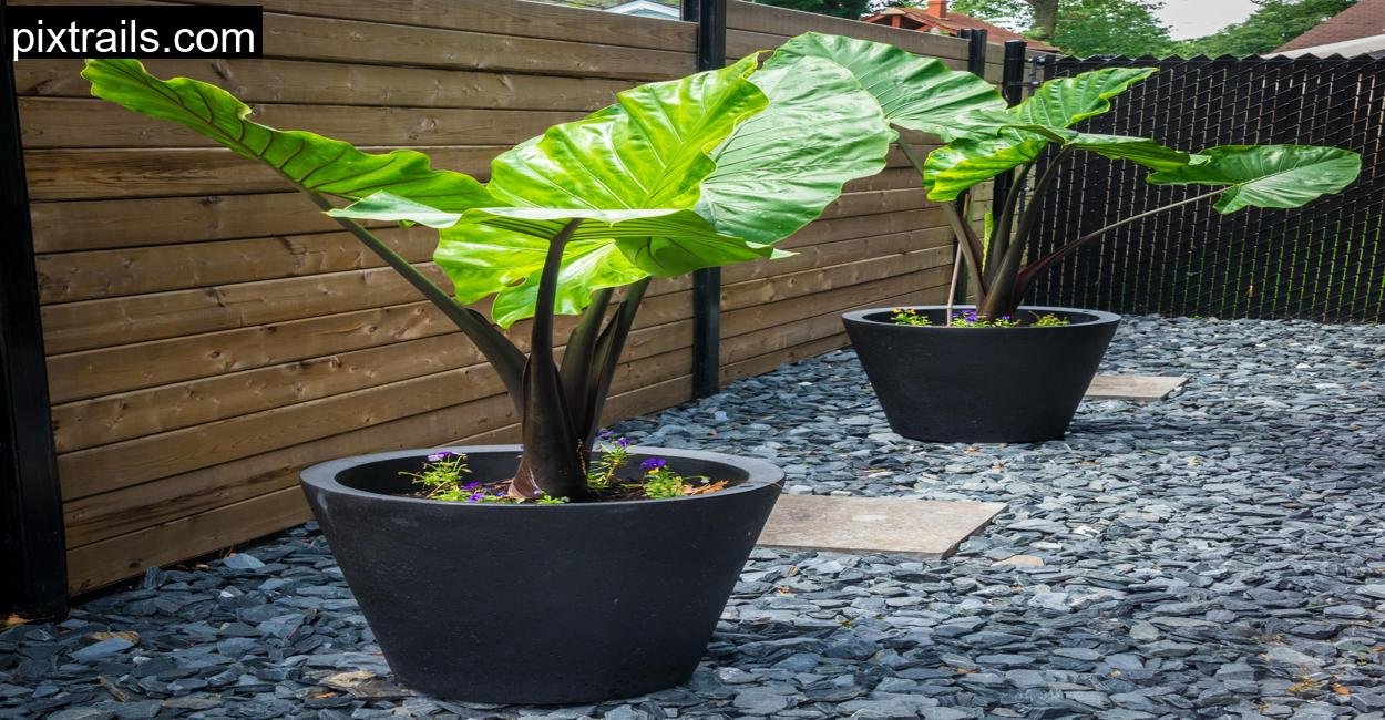 10 Large Outdoor Plants For Pots_pixtrails_com_22
