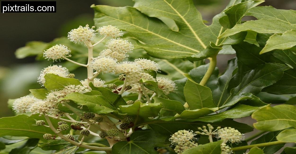 10 Large Outdoor Plants For Pots_pixtrails_com_3
