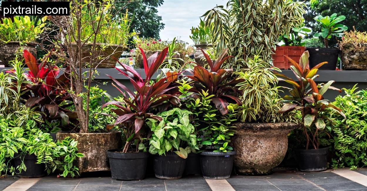 10-Large-Outdoor-Plants
