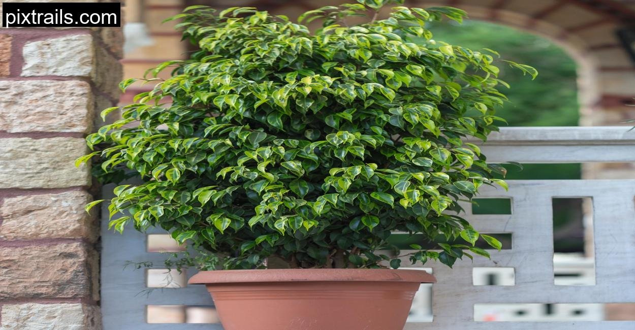 10 Large Outdoor Plants For Pots_pixtrails_com_8