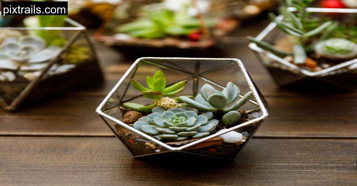 5 Sensational Succulent Arrangement Ideas_pixtrails_com_11
