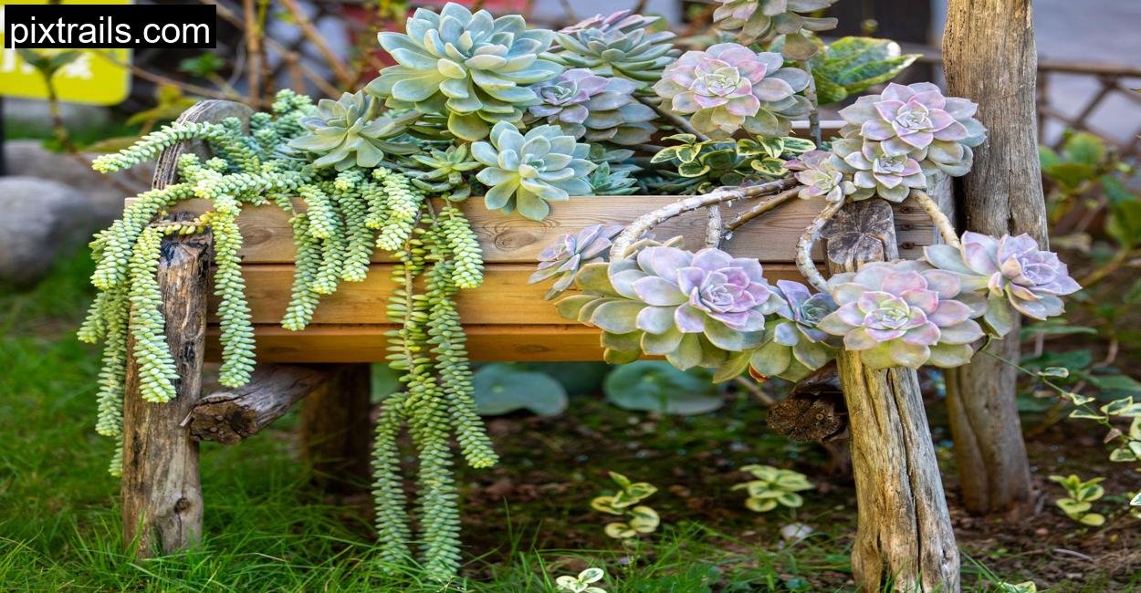 5 Sensational Succulent Arrangement Ideas_pixtrails_com_13