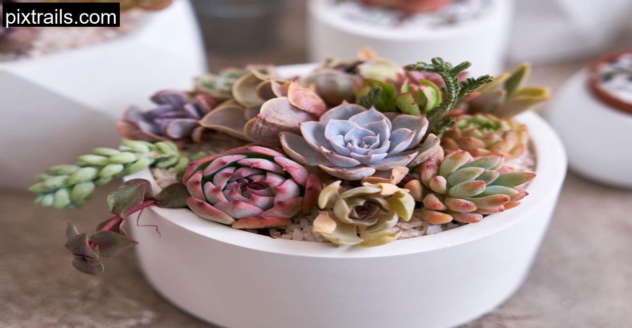 5 Sensational Succulent Arrangement Ideas_pixtrails_com_19