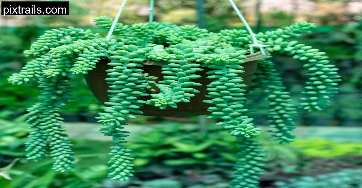5 Sensational Succulent Arrangement Ideas_pixtrails_com_20