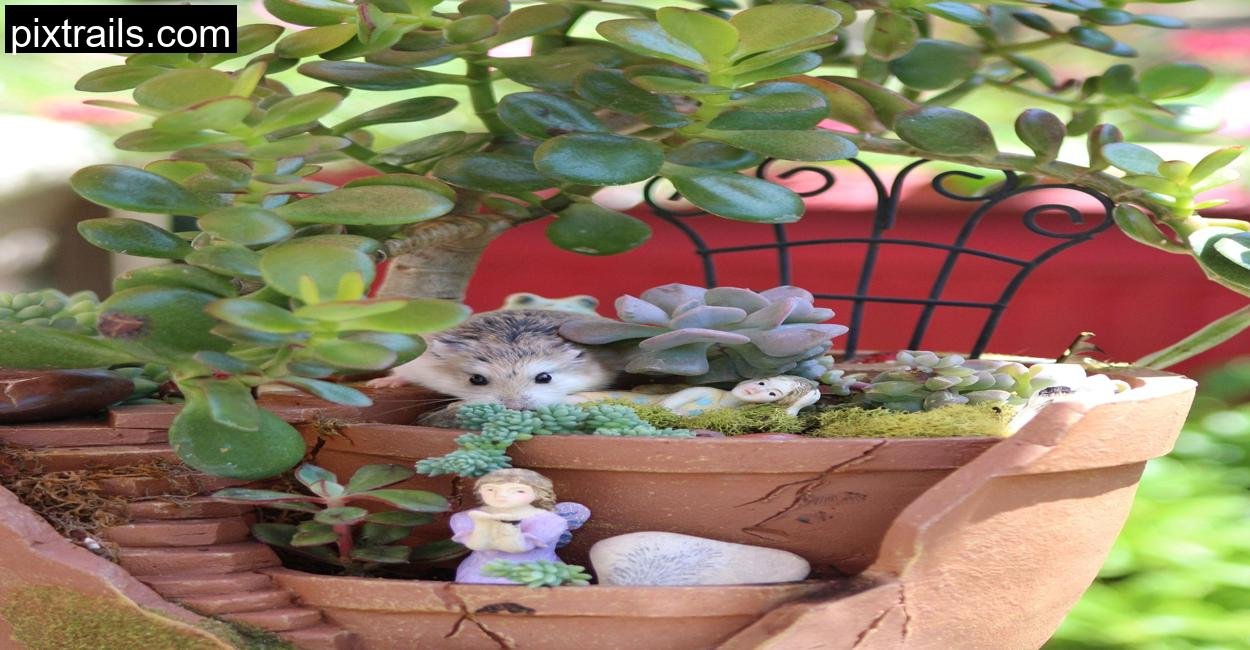 5 Sensational Succulent Arrangement Ideas_pixtrails_com_4