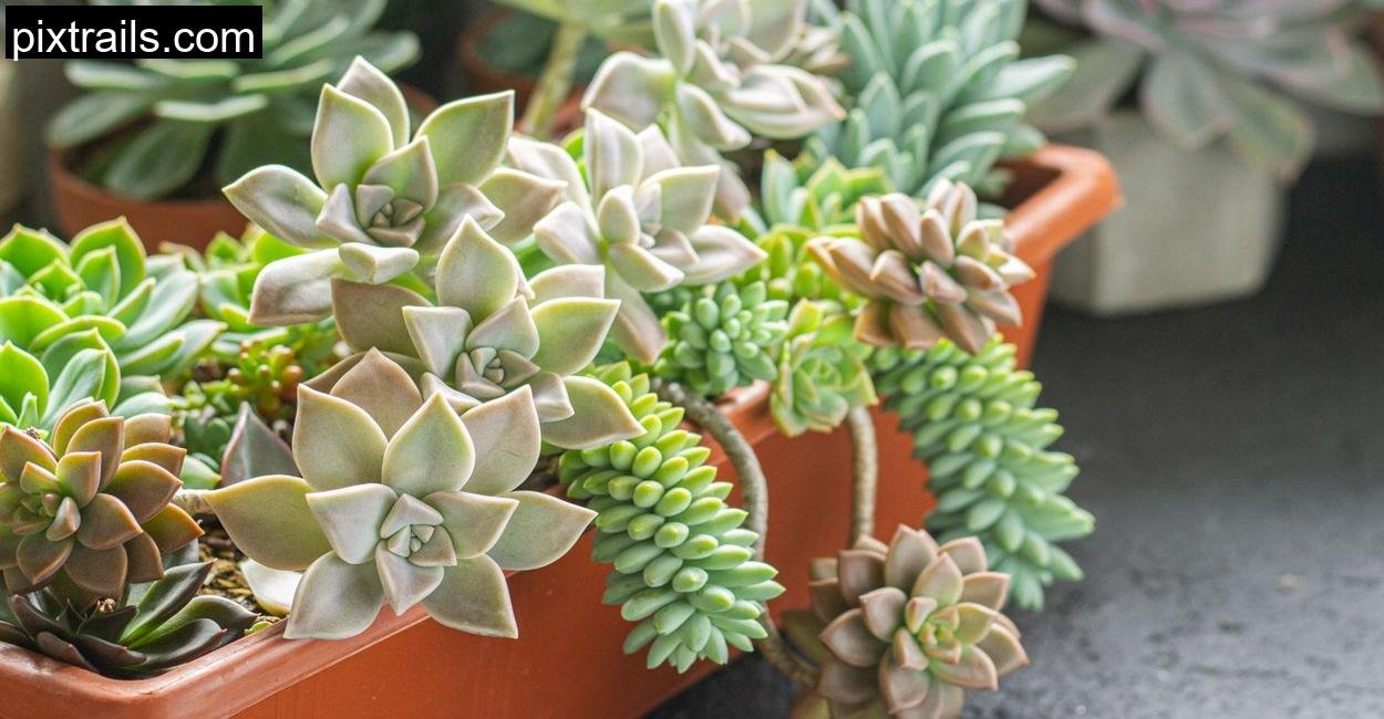 Sensational-Succulent