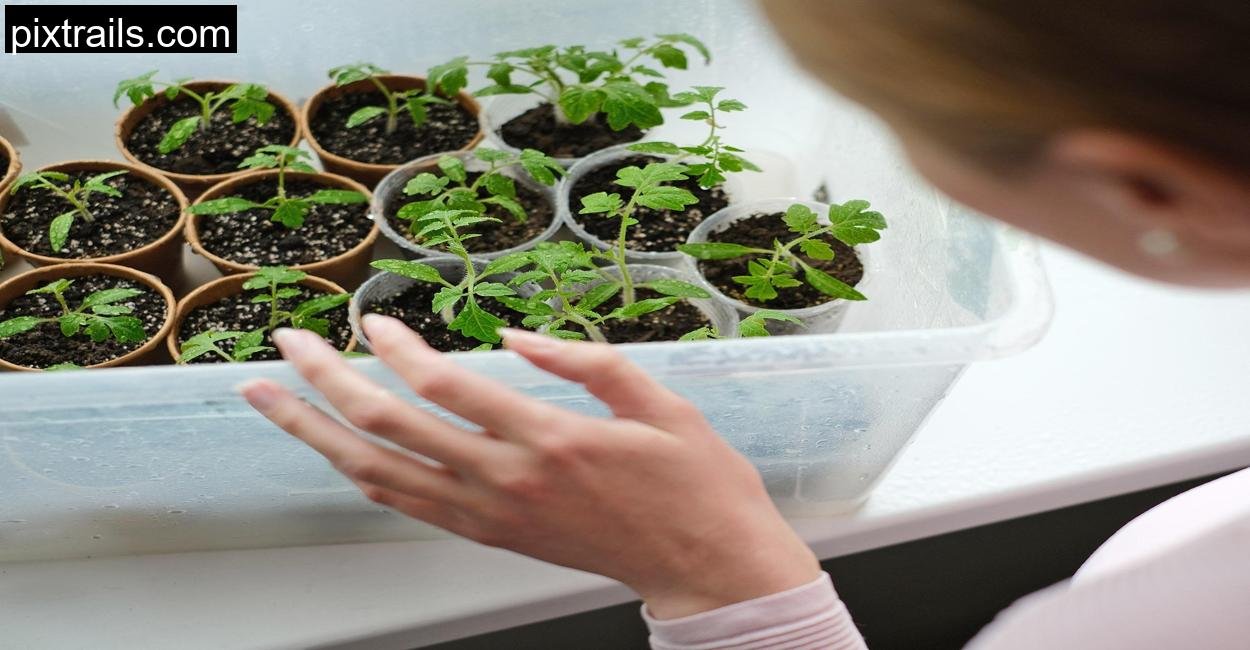 8 DIY Mini Greenhouse Ideas_pixtrails_com_20