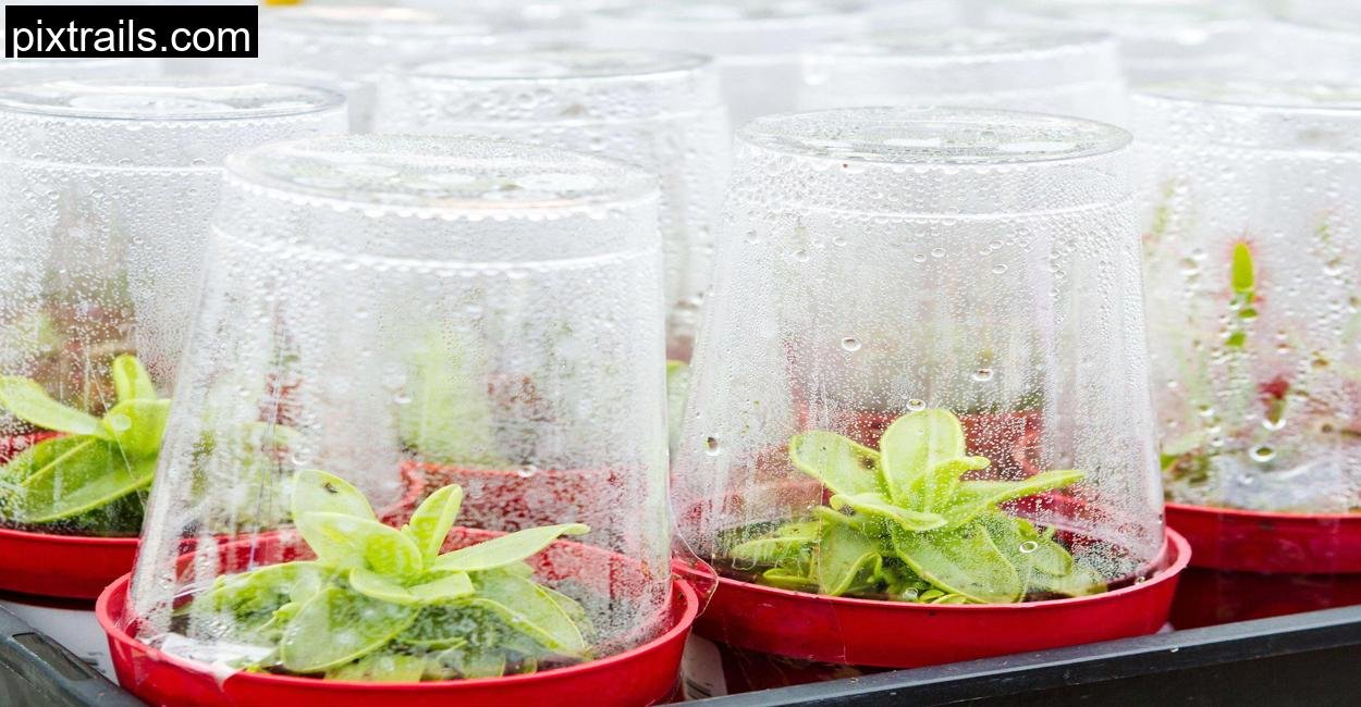 8 DIY Mini Greenhouse Ideas_pixtrails_com_5