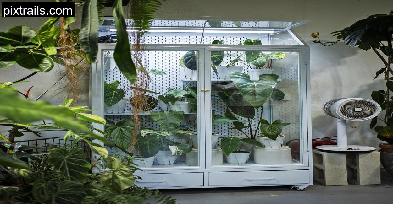 8 DIY Mini Greenhouse Ideas_pixtrails_com_9