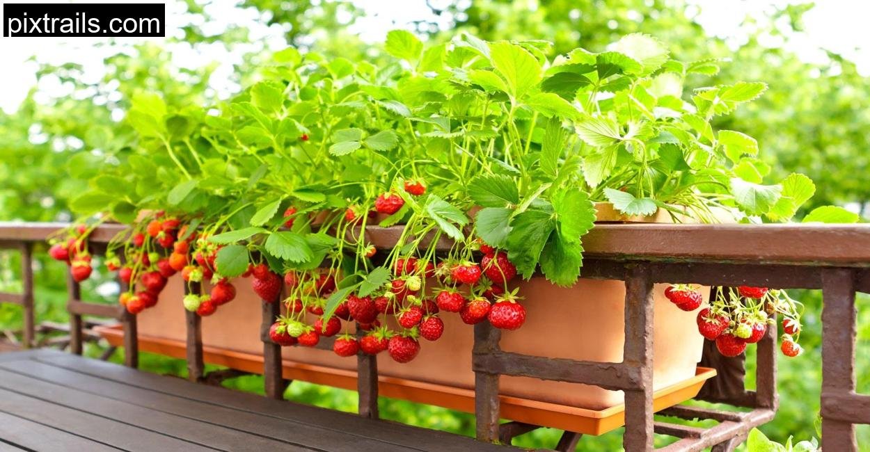 Balcony-Gardening