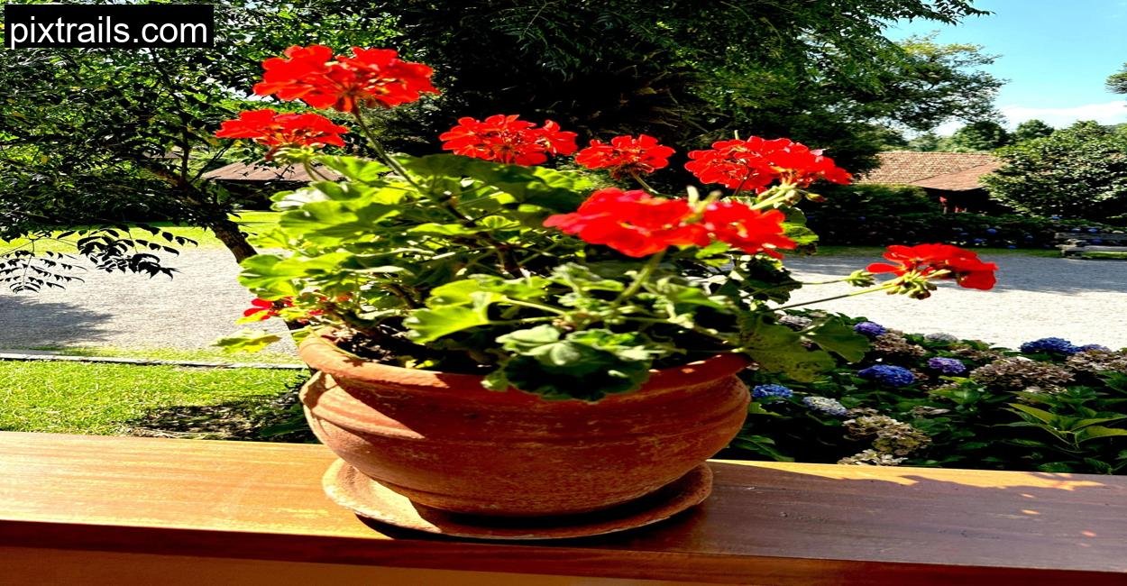 Balcony Gardening_pixtrails_com_13