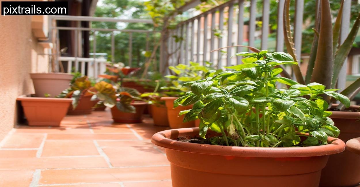 Balcony Gardening_pixtrails_com_19