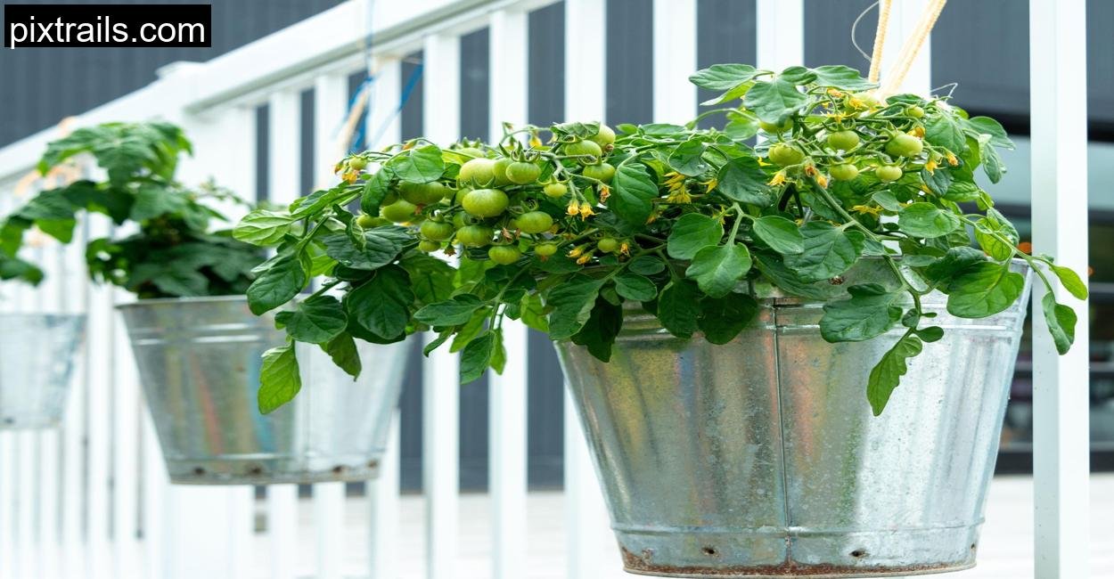 Balcony Gardening_pixtrails_com_5