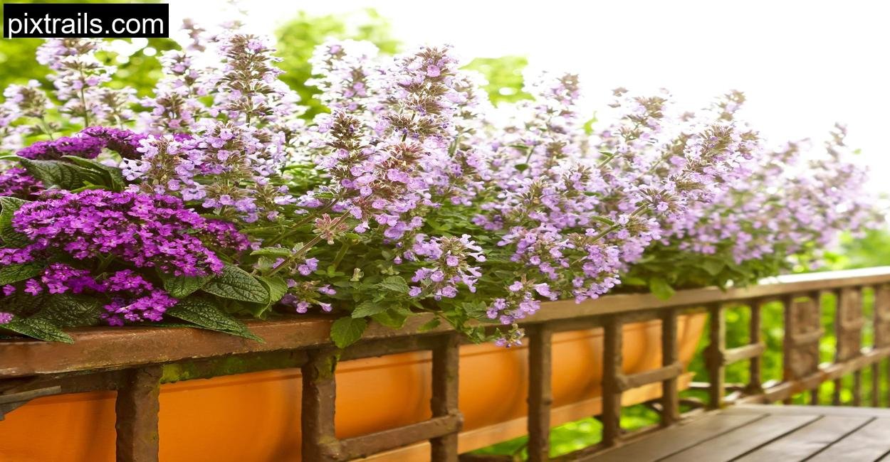 Balcony Gardening_pixtrails_com_7