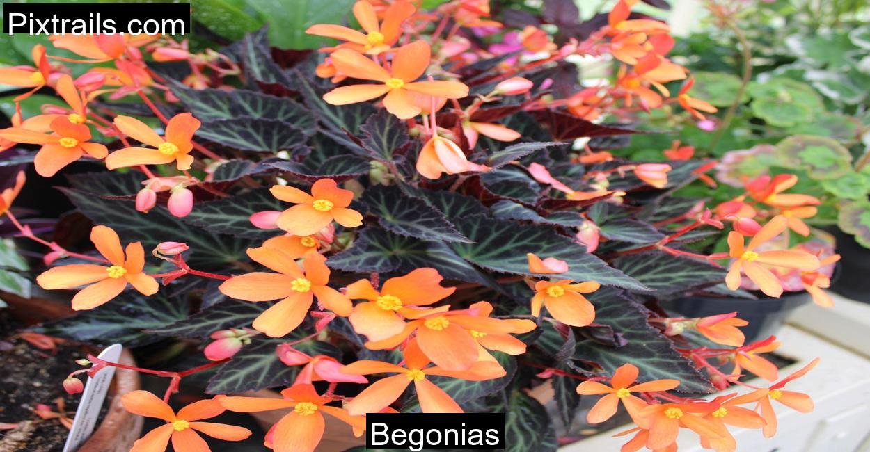 Begonias_Pixtrails_com