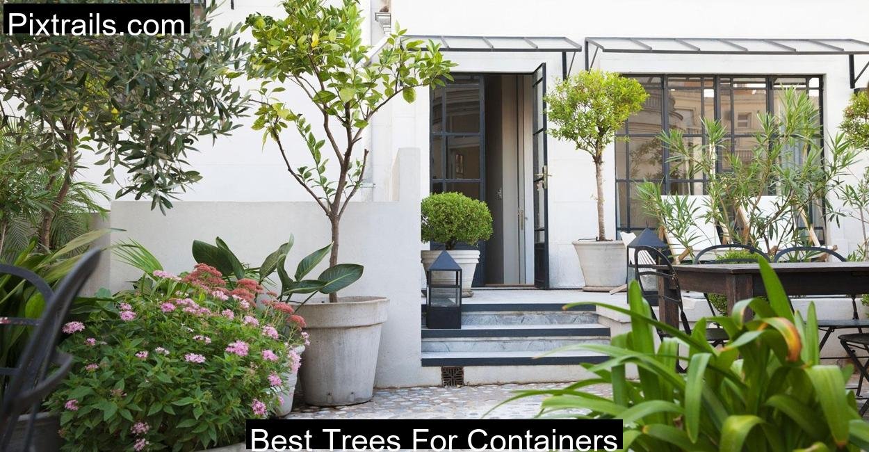 Best Trees For Containers