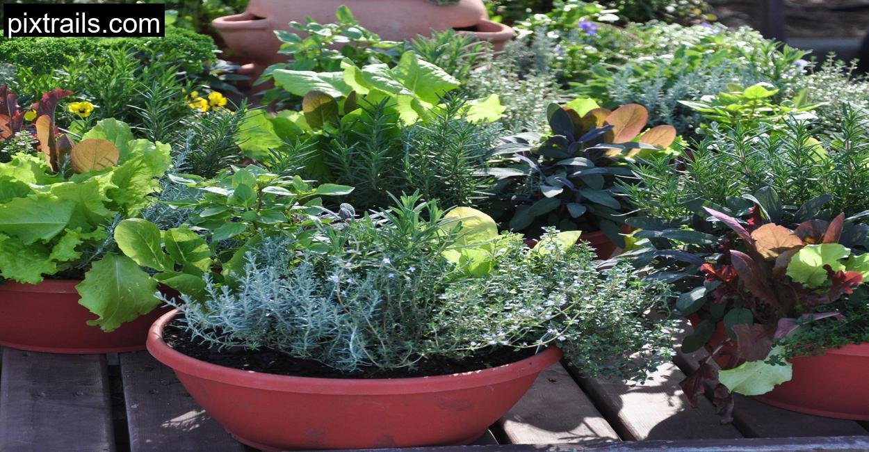 Cheap Container Vegetable Gardening Ideas_pixtrails_com_1