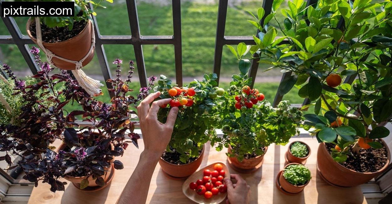 Cheap-Container-Vegetable Gardening
