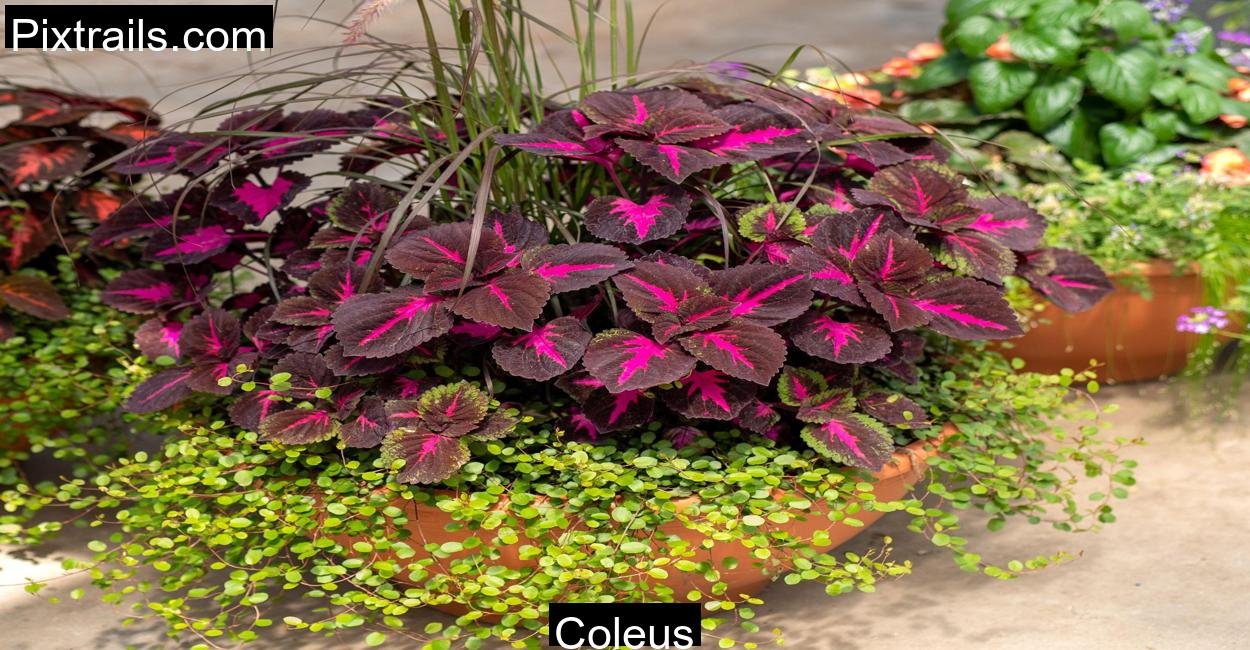 Coleus_Pixtrails_com