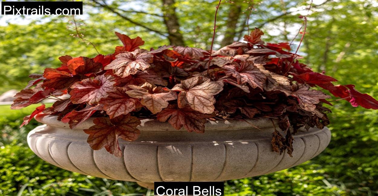 Coral Bells_Pixtrails_com