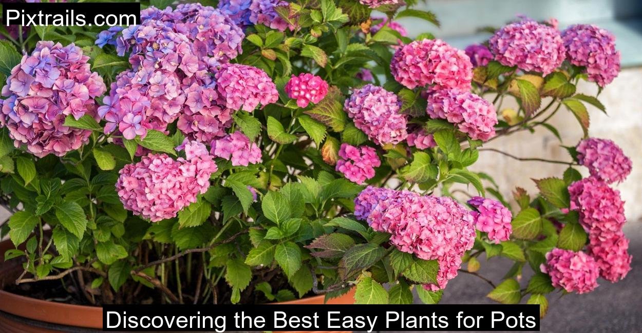Discovering the Best Easy Plants for Pots