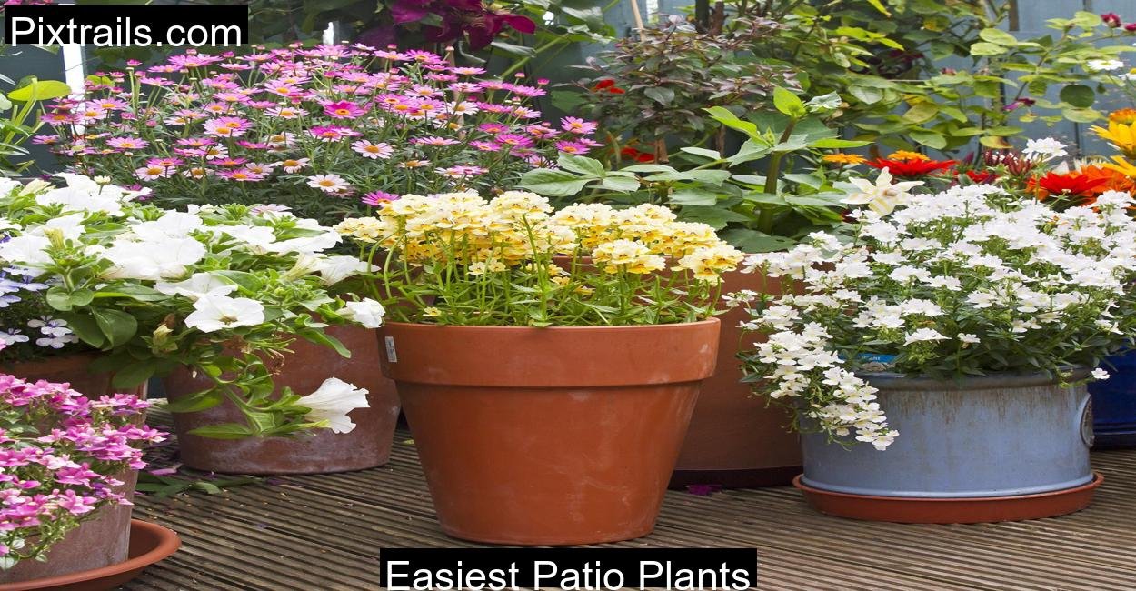 Easiest Patio Plants