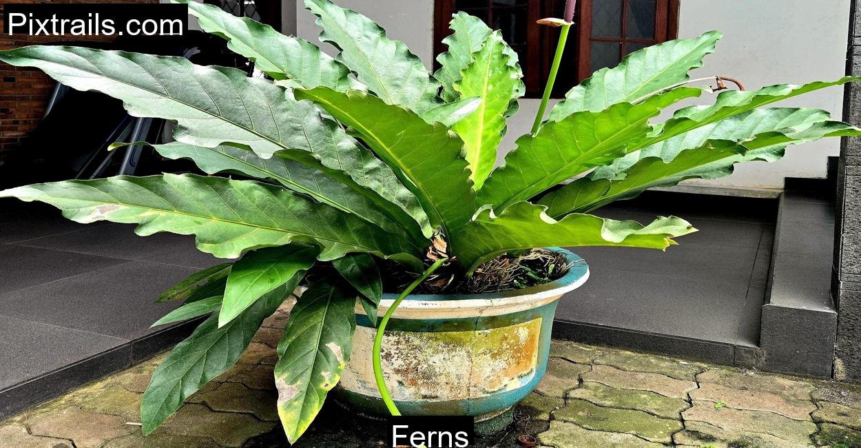Ferns_Pixtrails_com