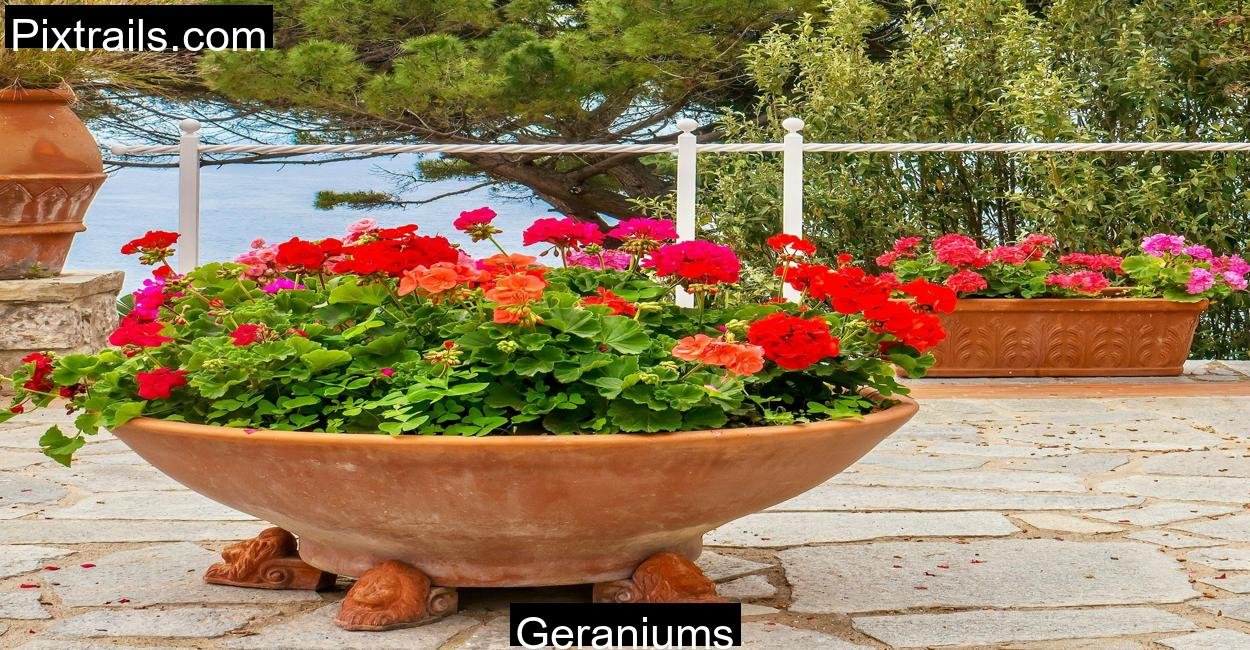 Geraniums_Pixtrails_com