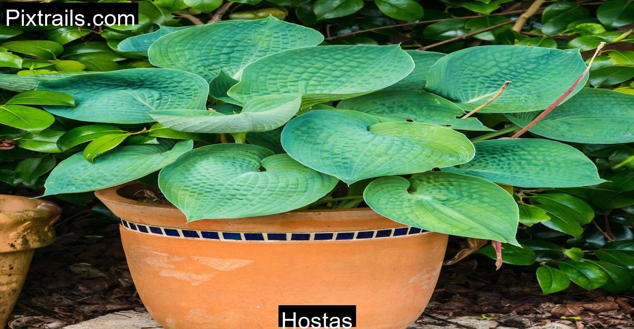 Hostas_Pixtrails_com