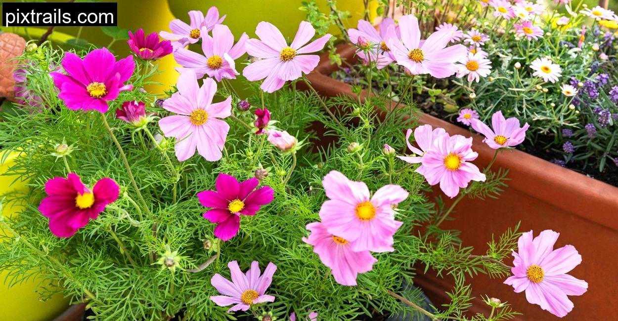 Cut-Flower-Container