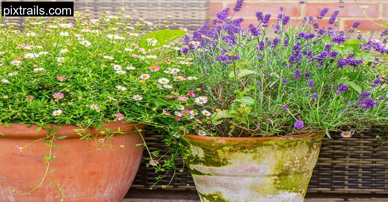How To Grow A Cut Flower Container Garden_pixtrails_com_16