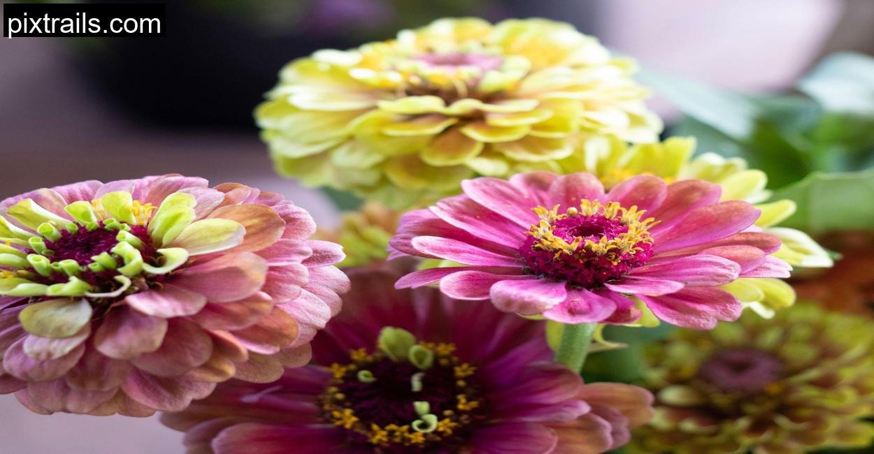 How To Grow A Cut Flower Container Garden_pixtrails_com_18